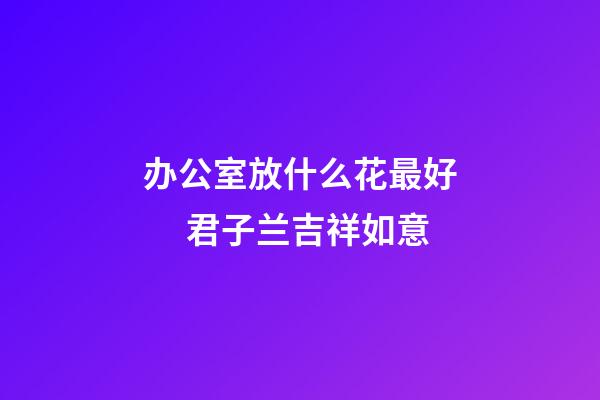 办公室放什么花最好 　君子兰吉祥如意